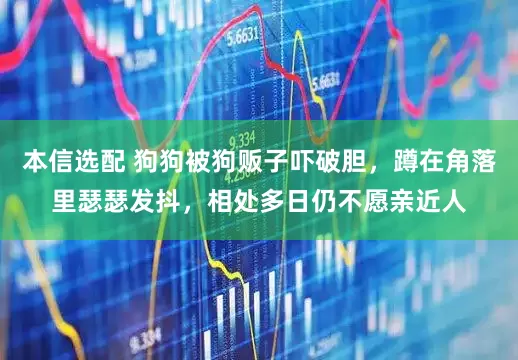 本信选配 狗狗被狗贩子吓破胆，蹲在角落里瑟瑟发抖，相处多日仍不愿亲近人